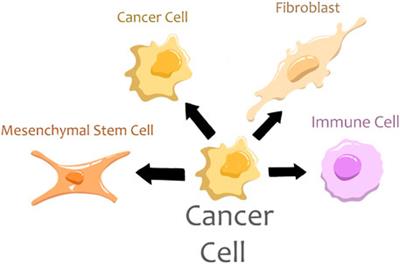 Tumor Hybrid Cells: Nature and Biological Significance